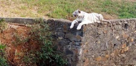 sivakarthikeyan-adopts-white-tigress-anu