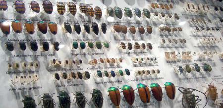 india-first-insect-museum-opens-in-tamil-nadu